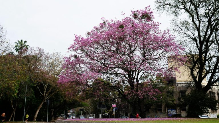 Arbre à fleurs roses : le guide de choix pour un aménagement paysager réussi