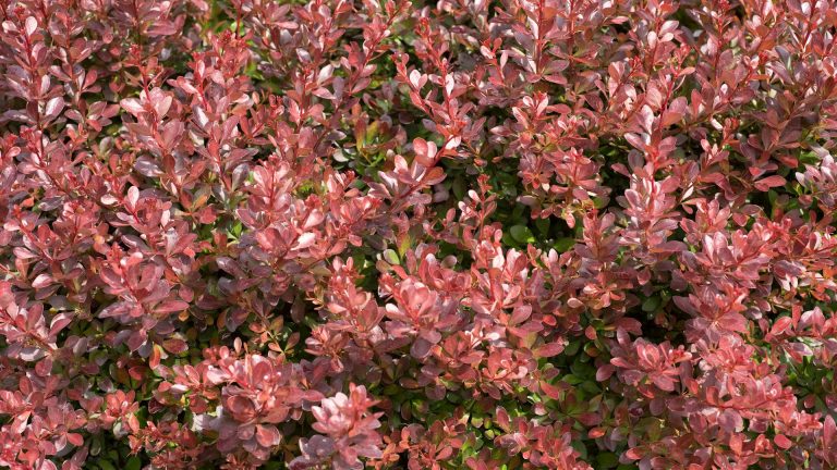 Plantes à feuillage rouge : sélection, exigences et associations pour structurer son jardin