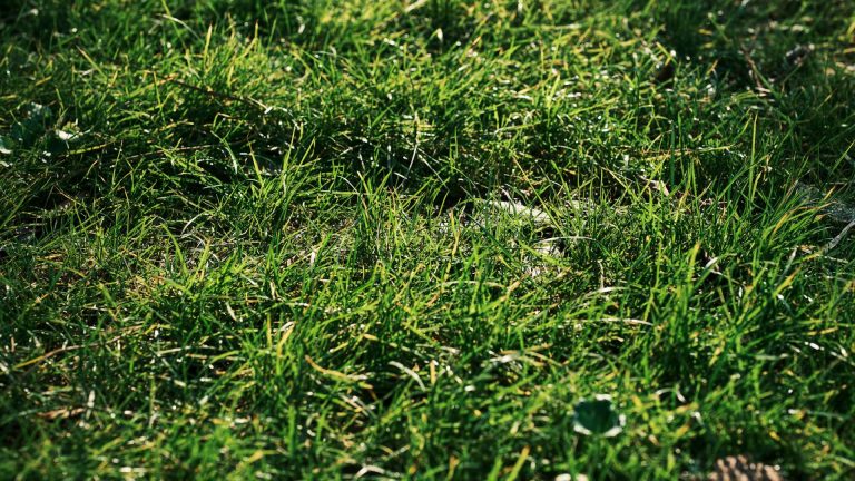 Sulfate de fer pour gazon : comment l’utiliser comme engrais et antimousse efficace ?