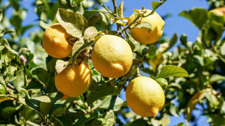 Récolter ses citrons : maturité, technique et conservation